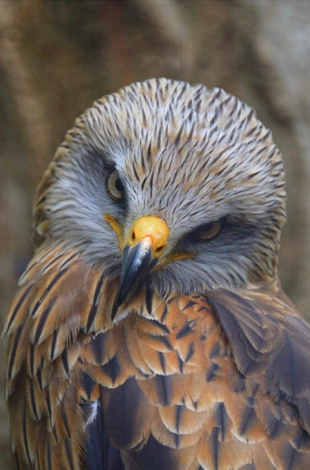 Red kite with brown and white feathers, yellow beak, and intense gaze.