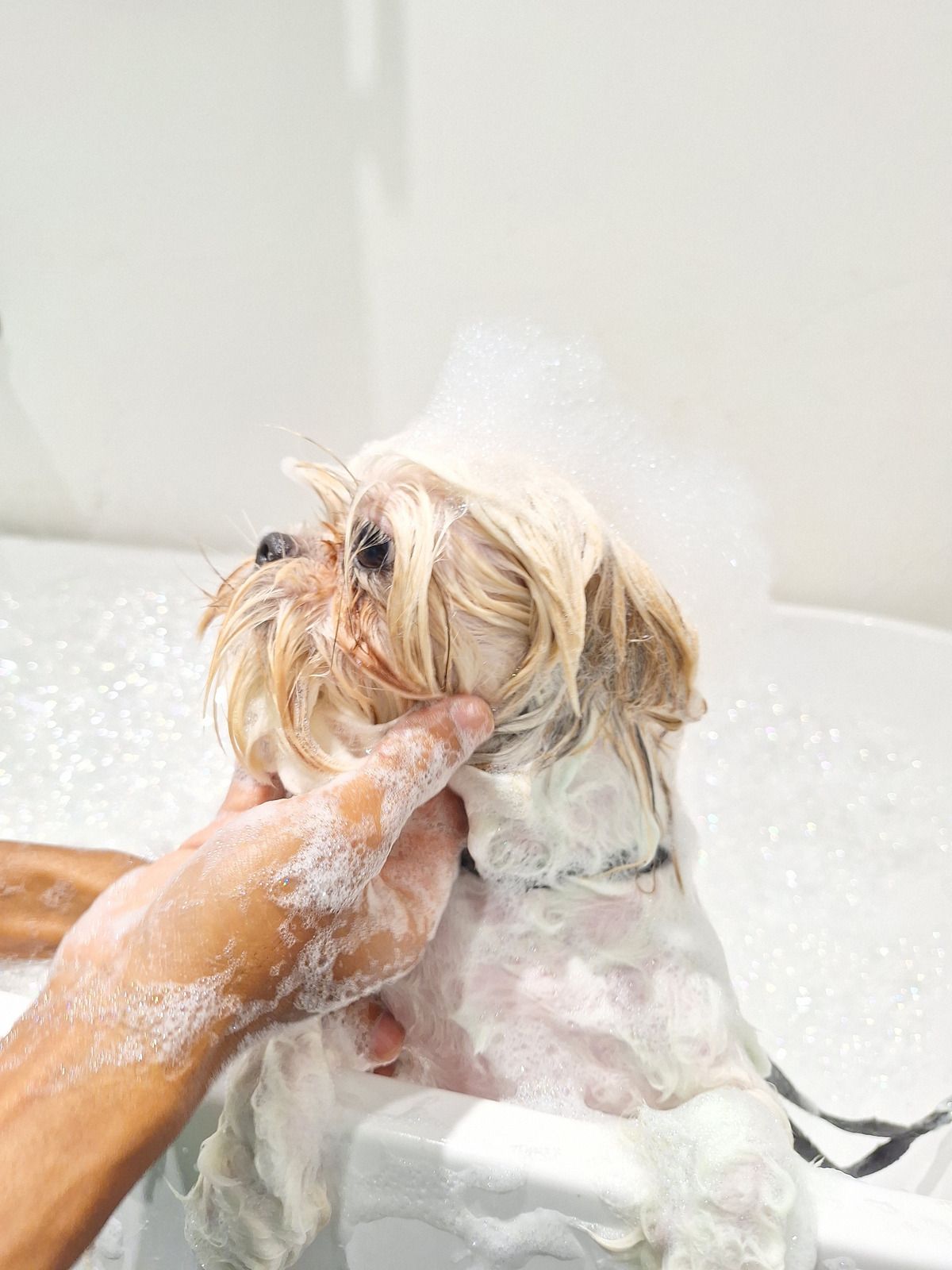 Dog being bathed with soapy water in a white tub, held by human hands.