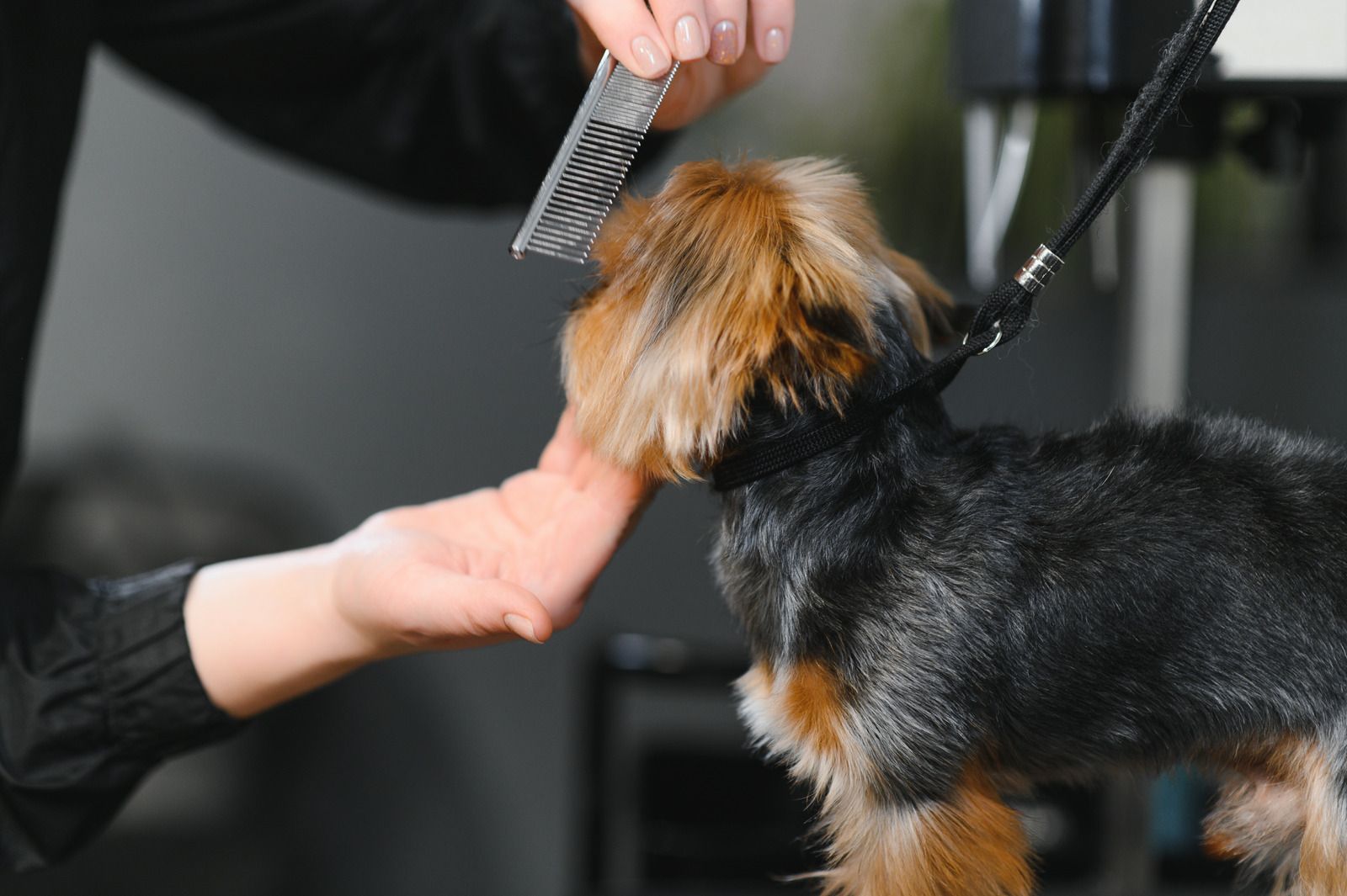 Groomer brushing a small black and tan dog's fur, likely during a grooming session.