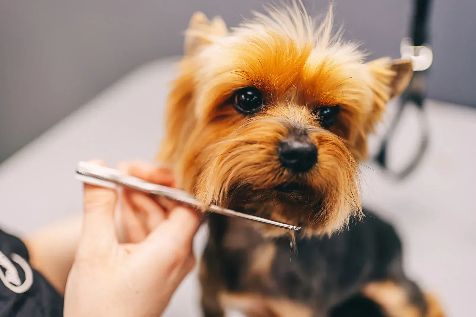 Yorkshire Terrier being groomed, held by a person with scissors, indoors.
