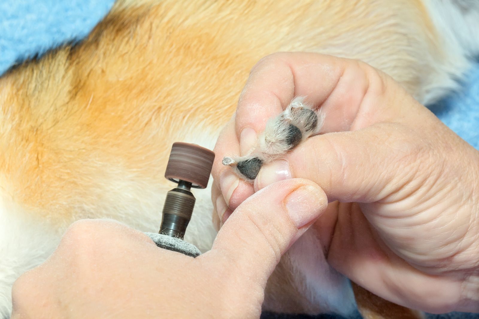 Person trimming dog's paw nails with clippers; close-up view of paw and hands.