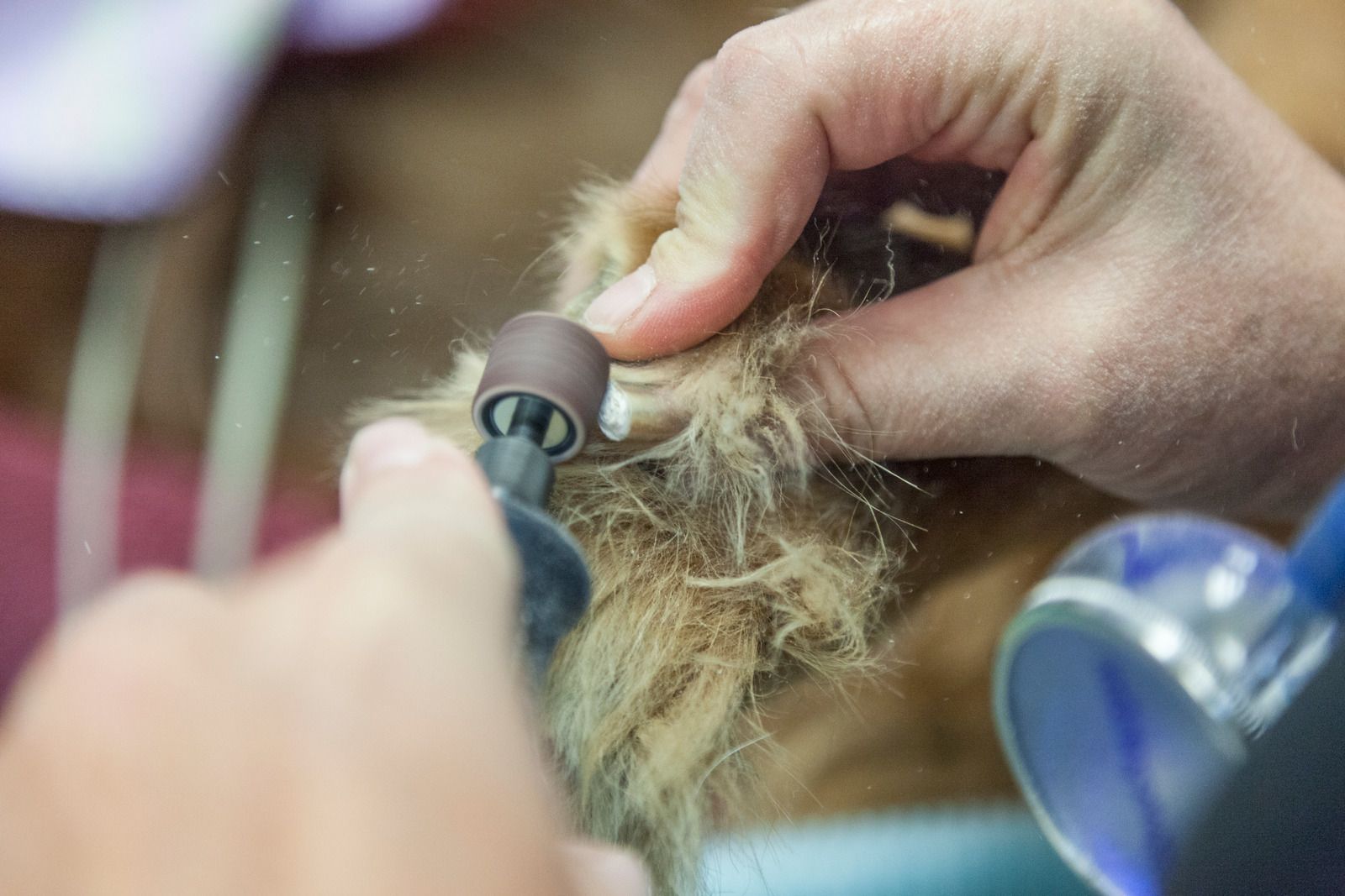 Person trimming a dog's nails with clippers on a grooming table.