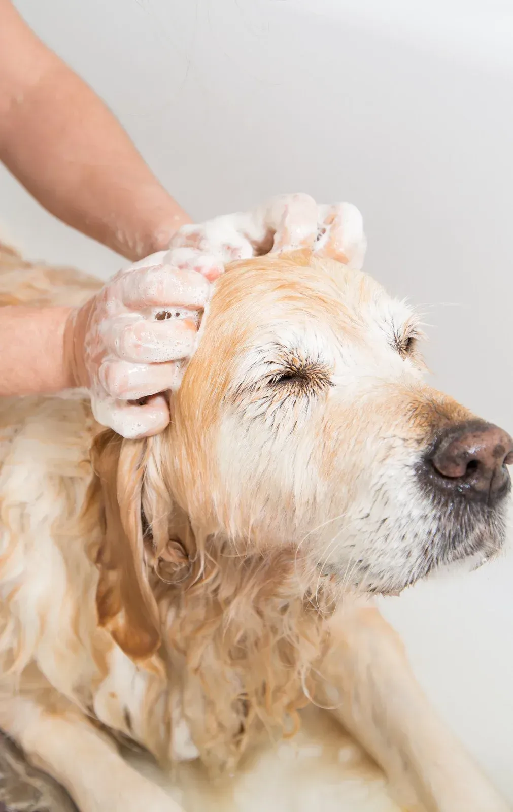 Golden Retriever being shampooed, eyes closed, in a white bathtub. Person's hands lather the dog's head.