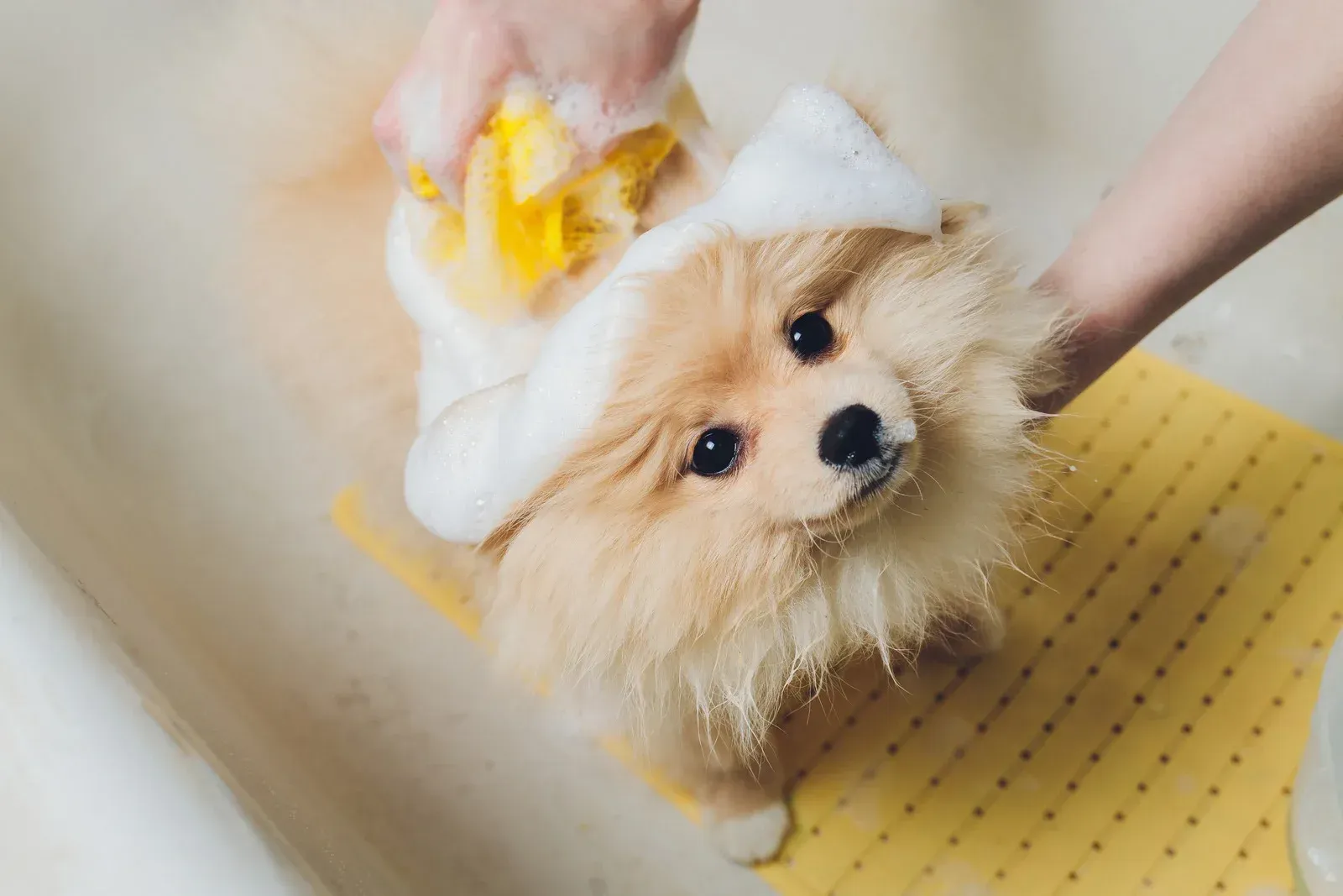 Pomeranian dog being bathed in a tub, covered in soap bubbles, looking up with a neutral expression.