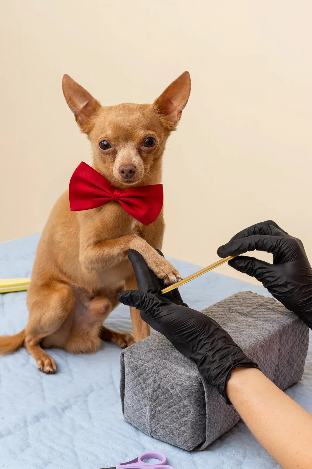 Person trimming a brown poodle's nails with clippers; light background.