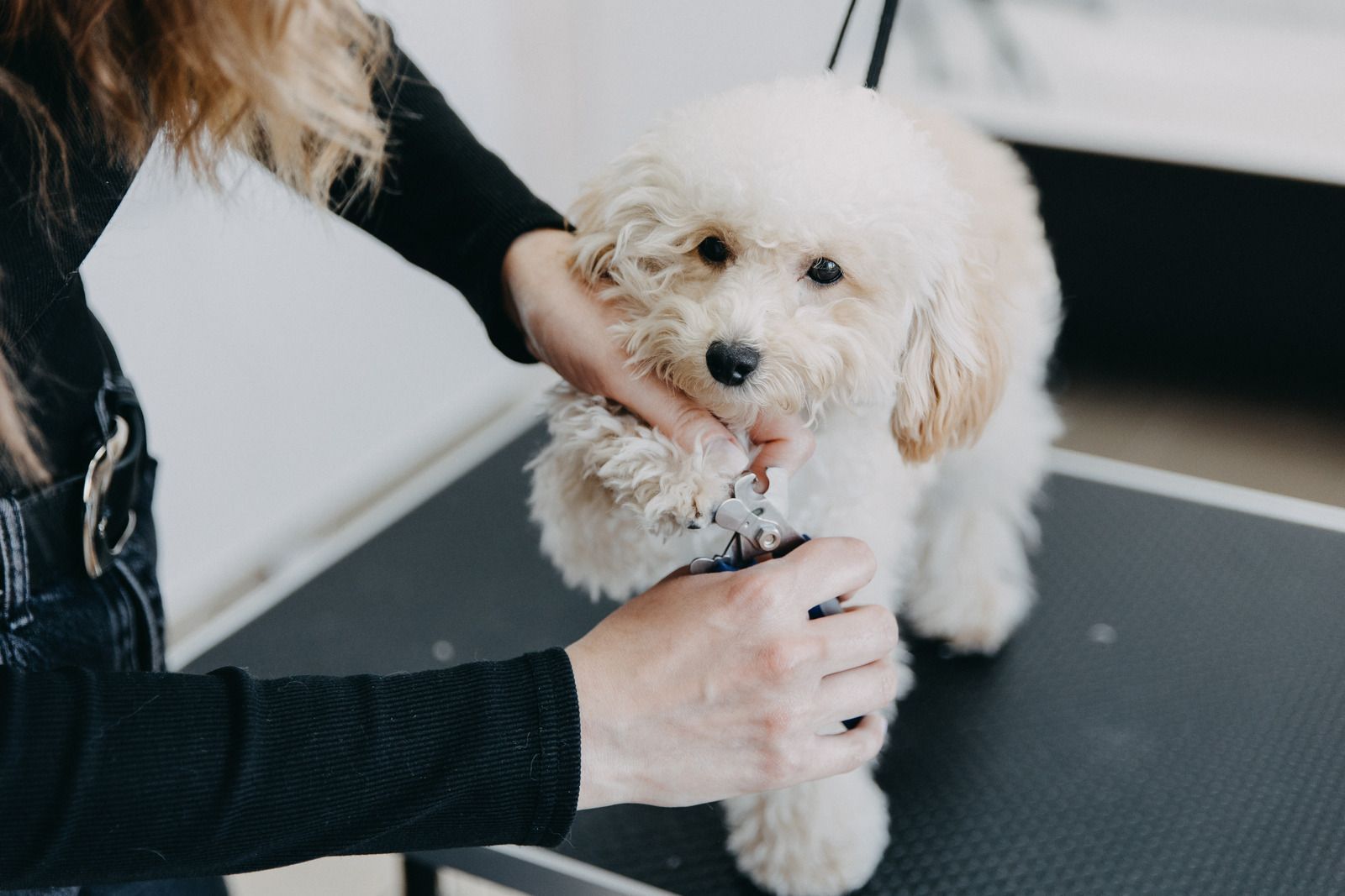 Person grooming a small, white poodle on a grooming table.