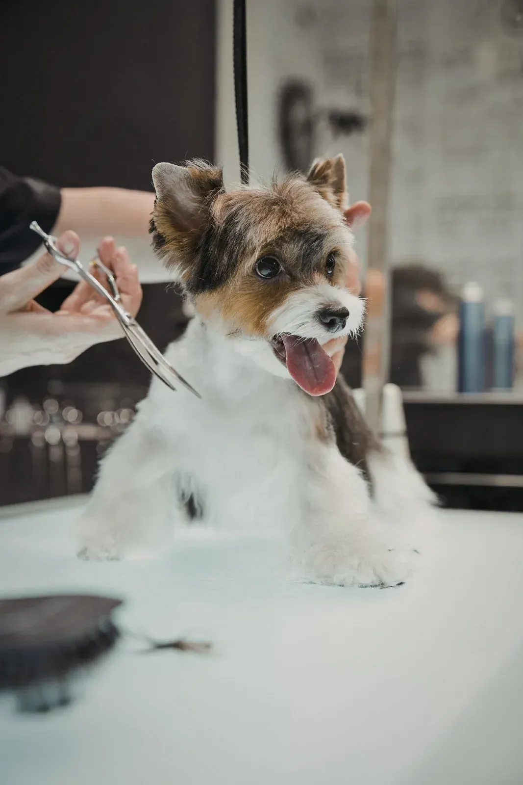 Dog getting groomed at a salon; white, brown, and black fur; dog's mouth open, tongue visible; hands with scissors.