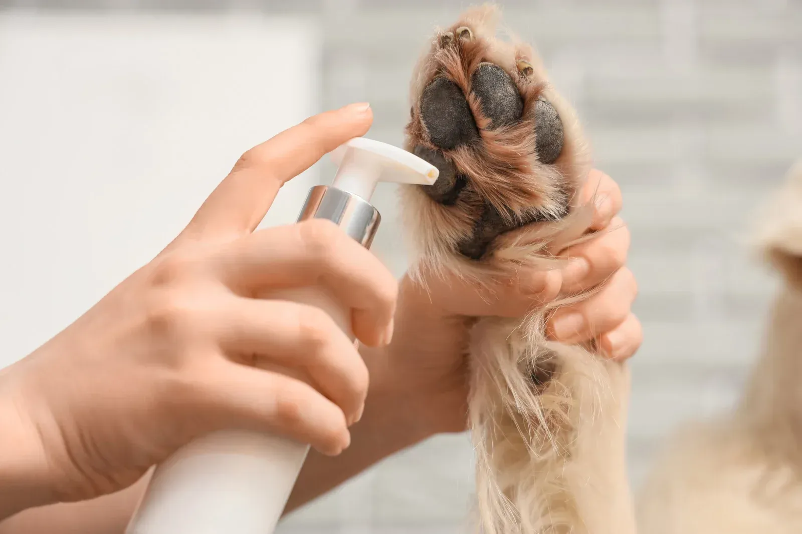 Person spraying a dog's paw with a bottle; close-up view.