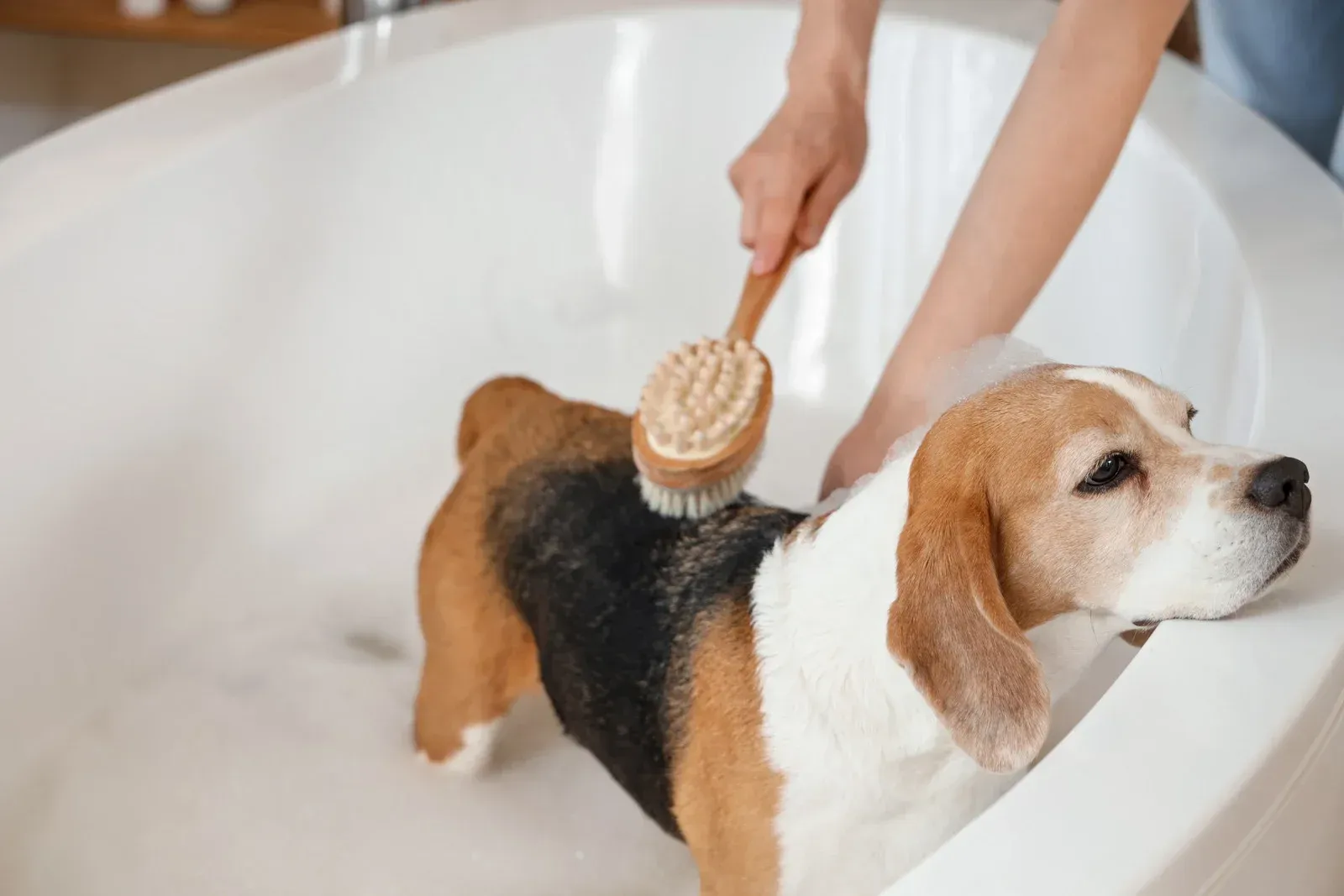 Beagle dog being brushed in a white bathtub; a person's hands are visible, holding the brush.