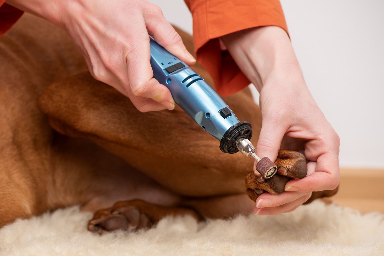 Person trimming a dog's nails with clippers. Close-up view of hands, dog's paw, and clippers; setting is indoors.
