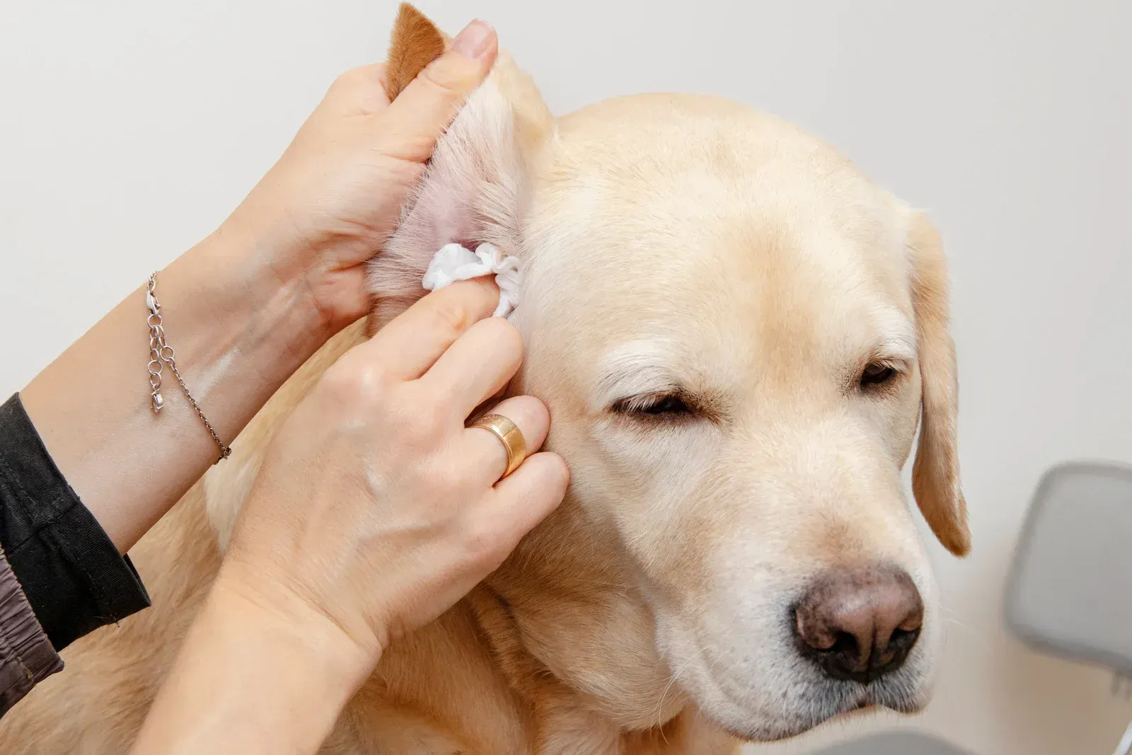Person cleaning a yellow Labrador Retriever's ear with a white wipe; dog has eyes closed.