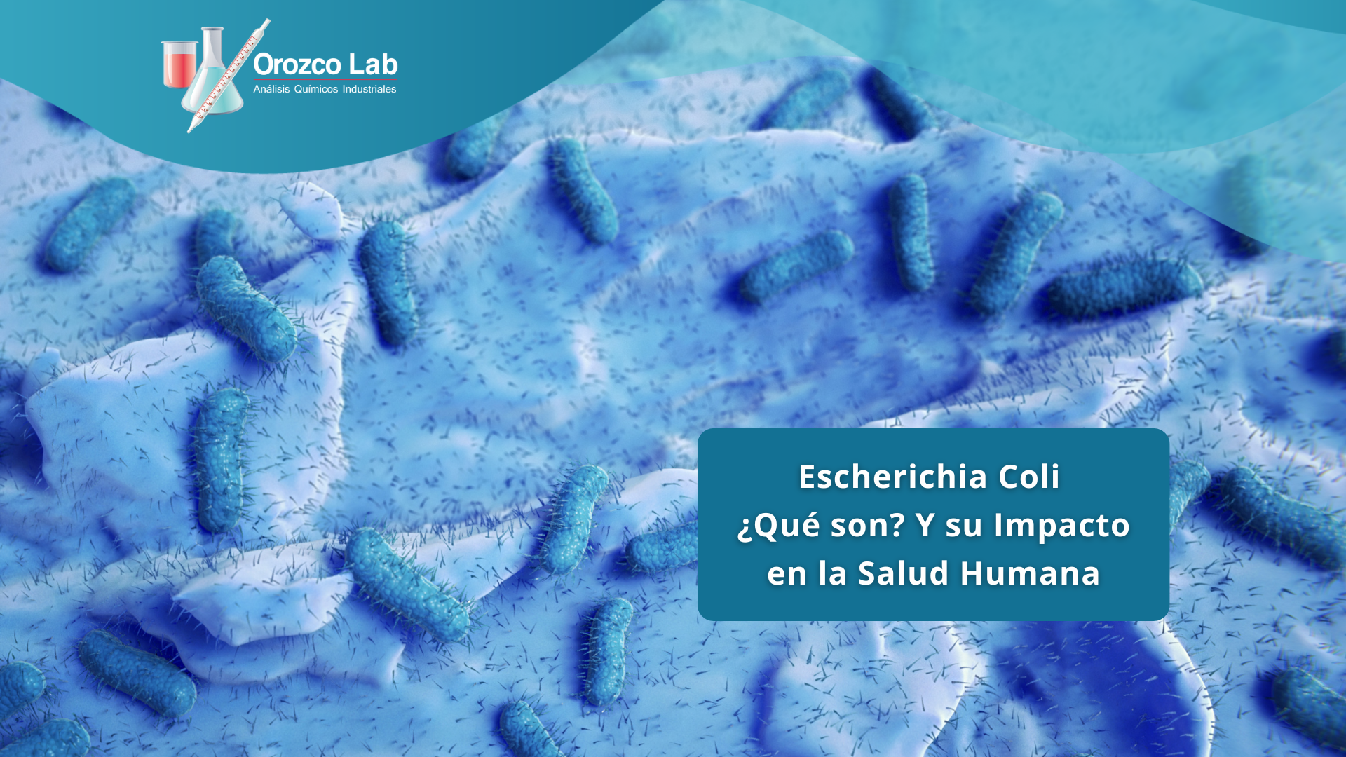 escherichia-coli-que-son-y-su-impacto-en-la-salud-humana