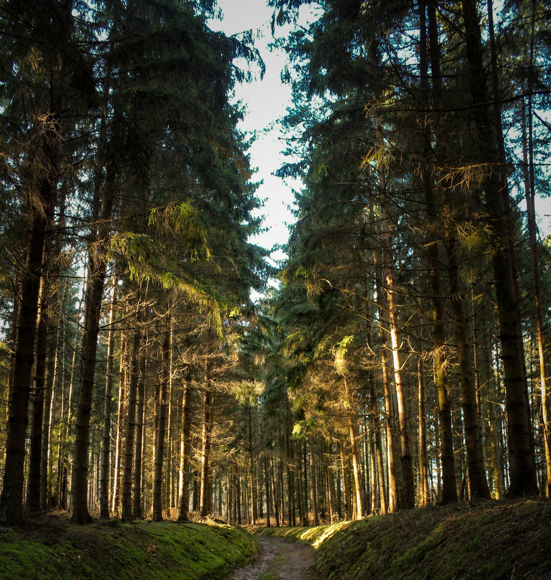 biosolidos-en-el-uso-forestal