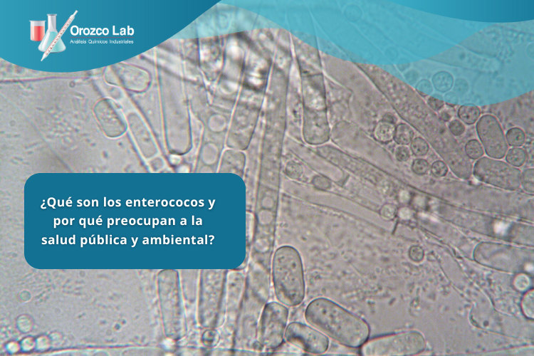 que-son-los-enterococos-y-por-que-preocupan-a-la-salud-publica-y-ambiental