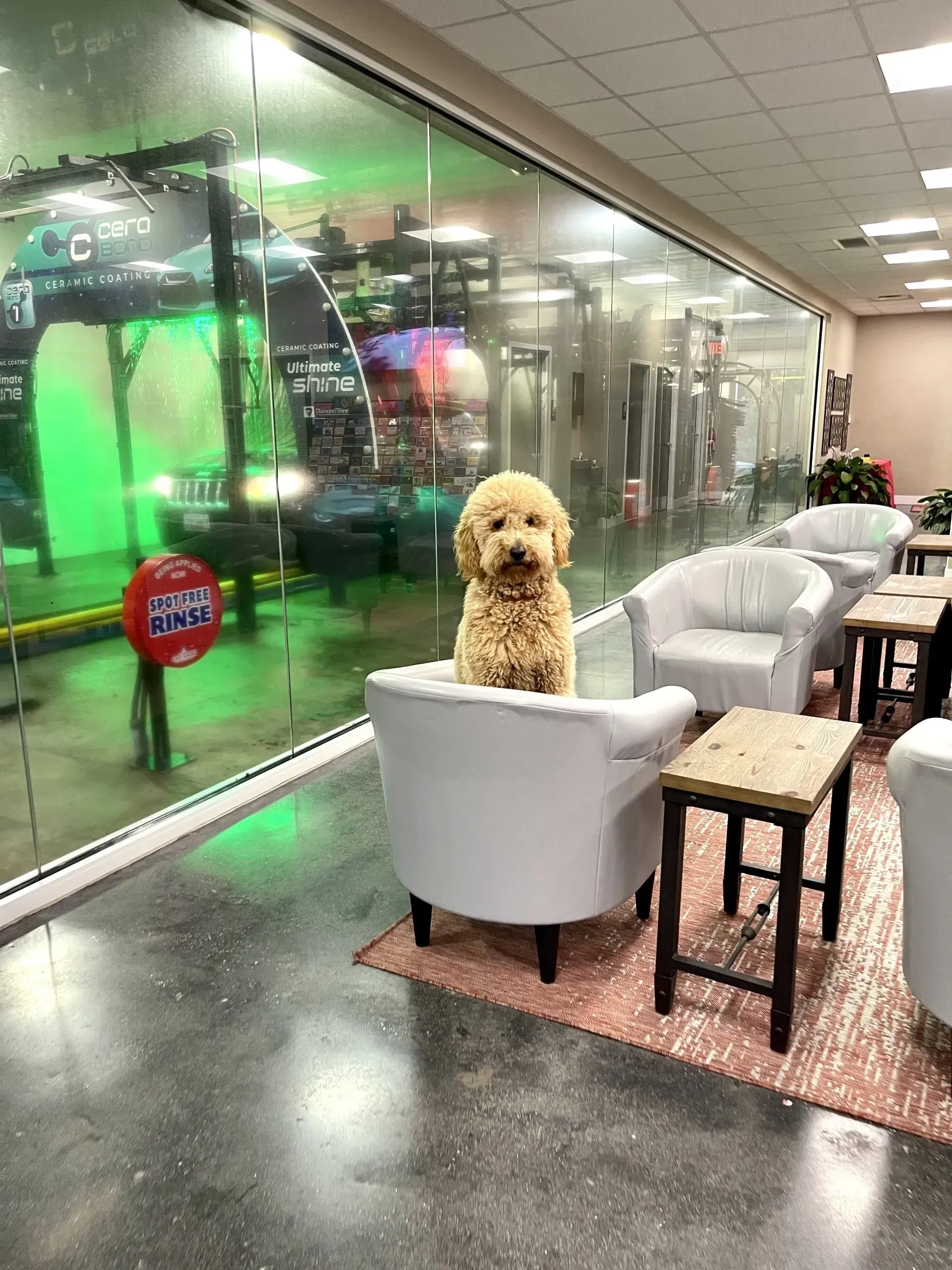 A fluffy golden doodle sits in a white armchair in a brightly lit lounge, looking toward a window.