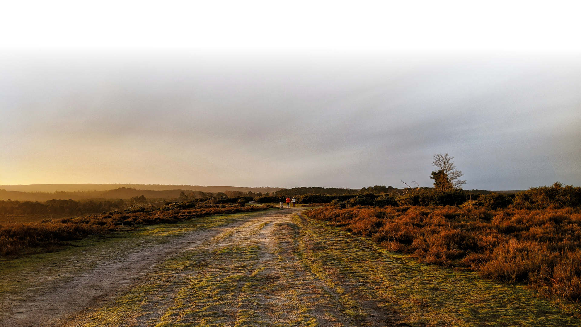 Three people walk long a wide path on the moors in the distance. The path is grassy and is bracketed with gorse which continues into the distance until it becomes forestry. It is sunset, golden hour, and the image is bathed in cool golden light.