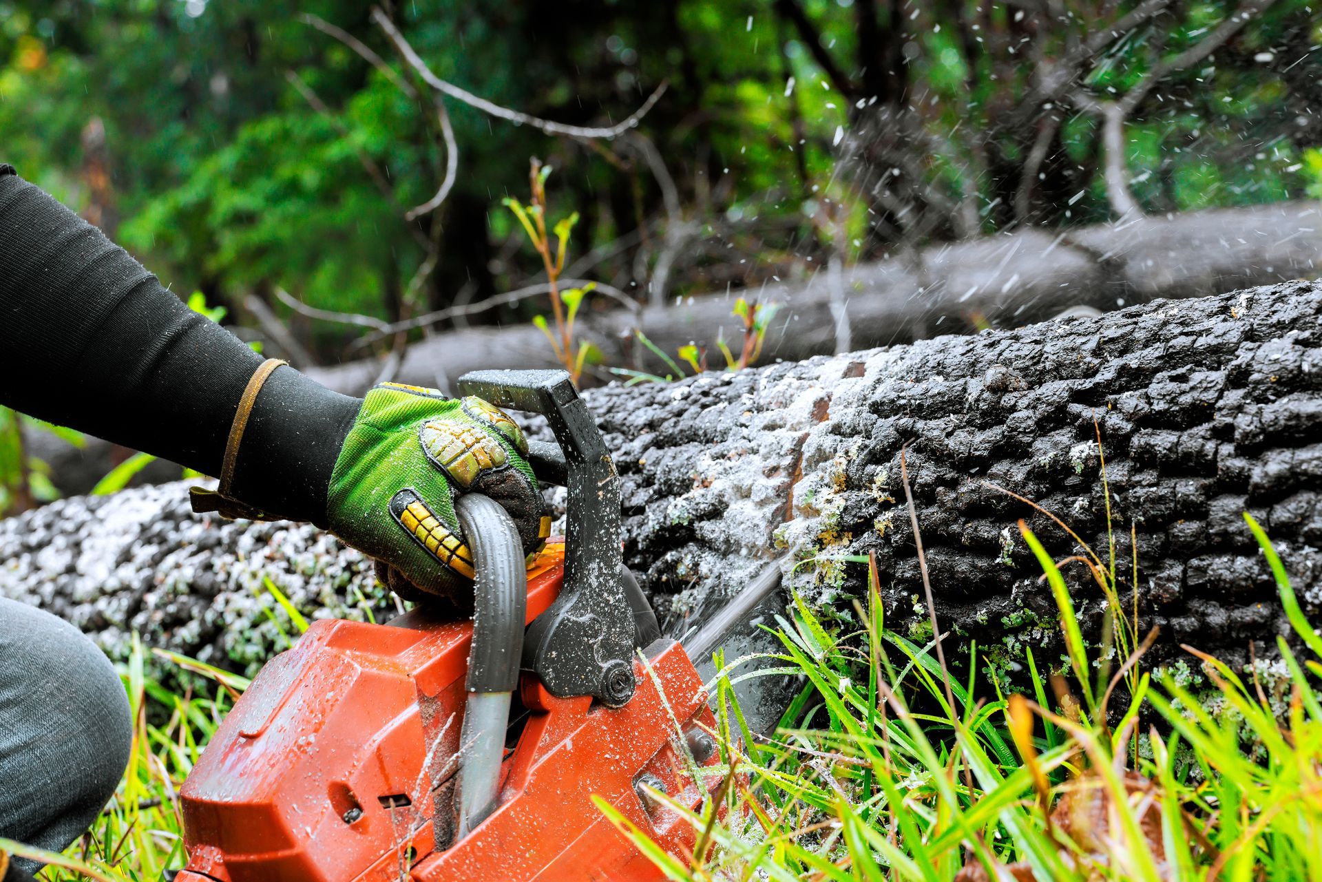 A person wearing a glove operates a red chainsaw cutting through a fallen tree trunk in a grassy area.