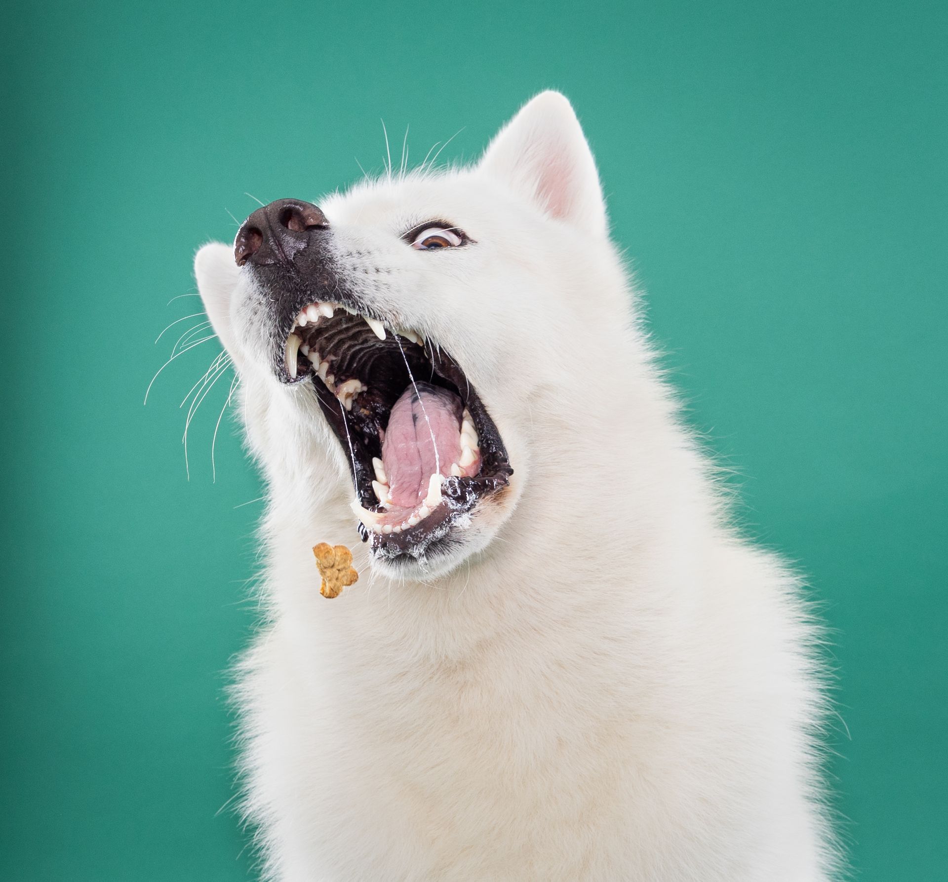 A white dog is yawning with its mouth open.