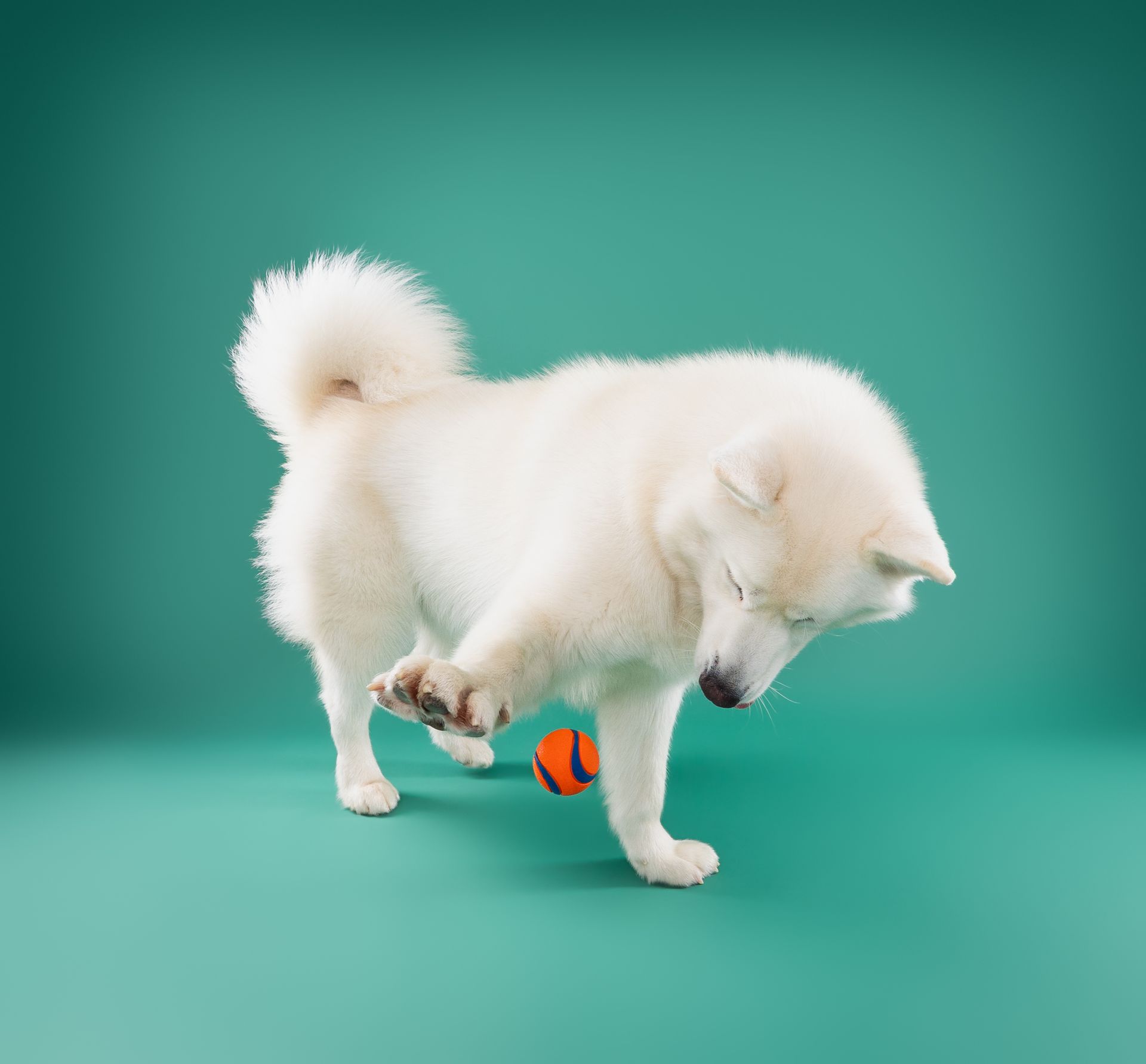 A white dog is playing with an orange ball on a green background.