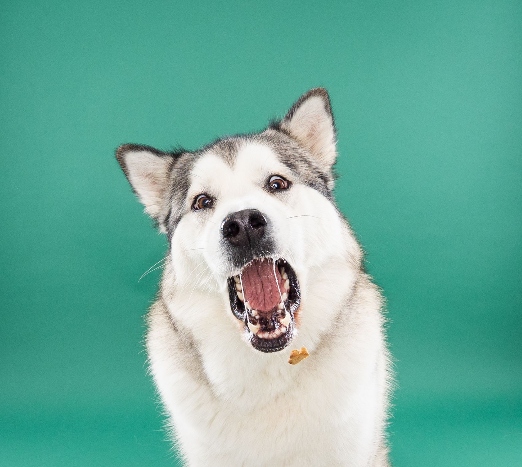 A husky dog is sitting with its mouth open on a green background.