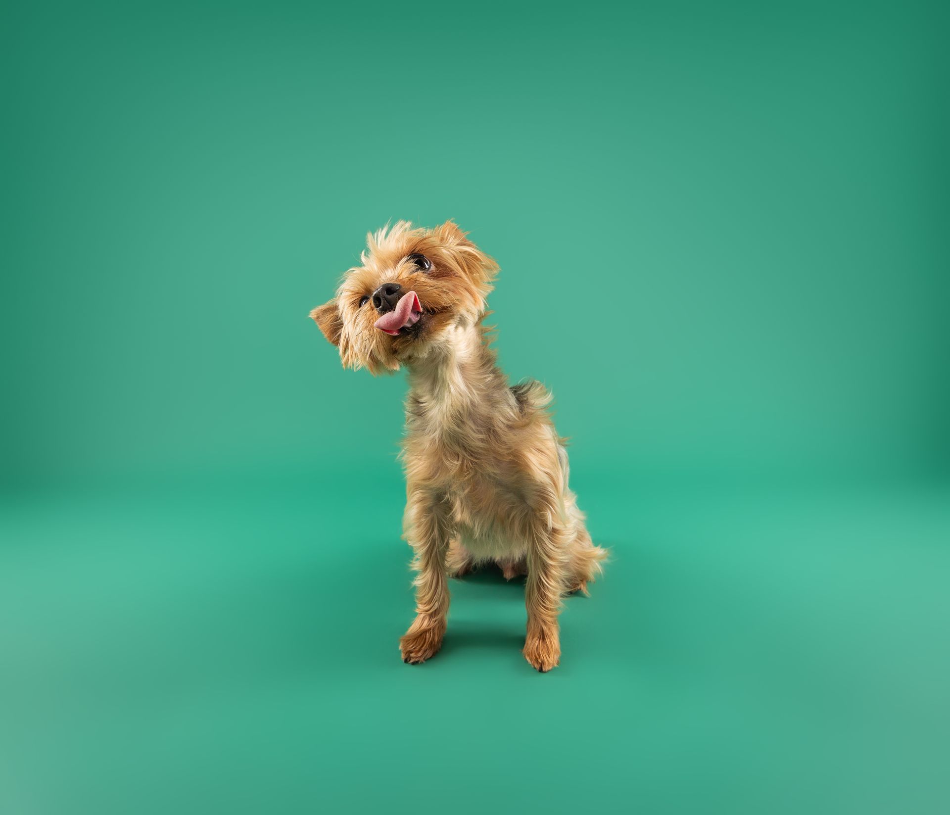 A small brown dog is sitting on a green background and sticking its tongue out.