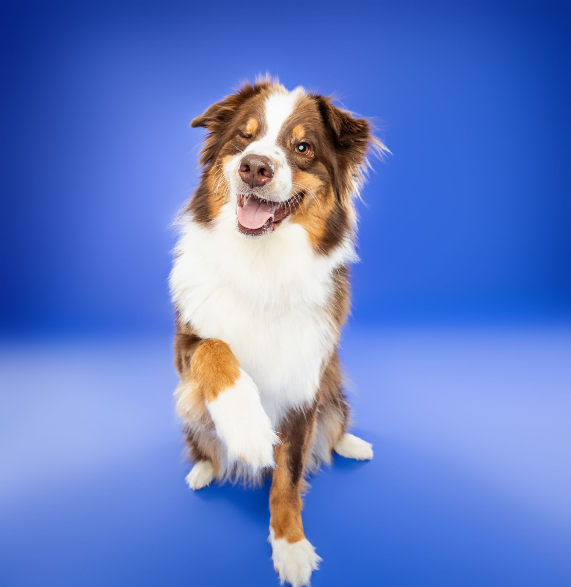 A brown and white dog is sitting on a blue surface.
