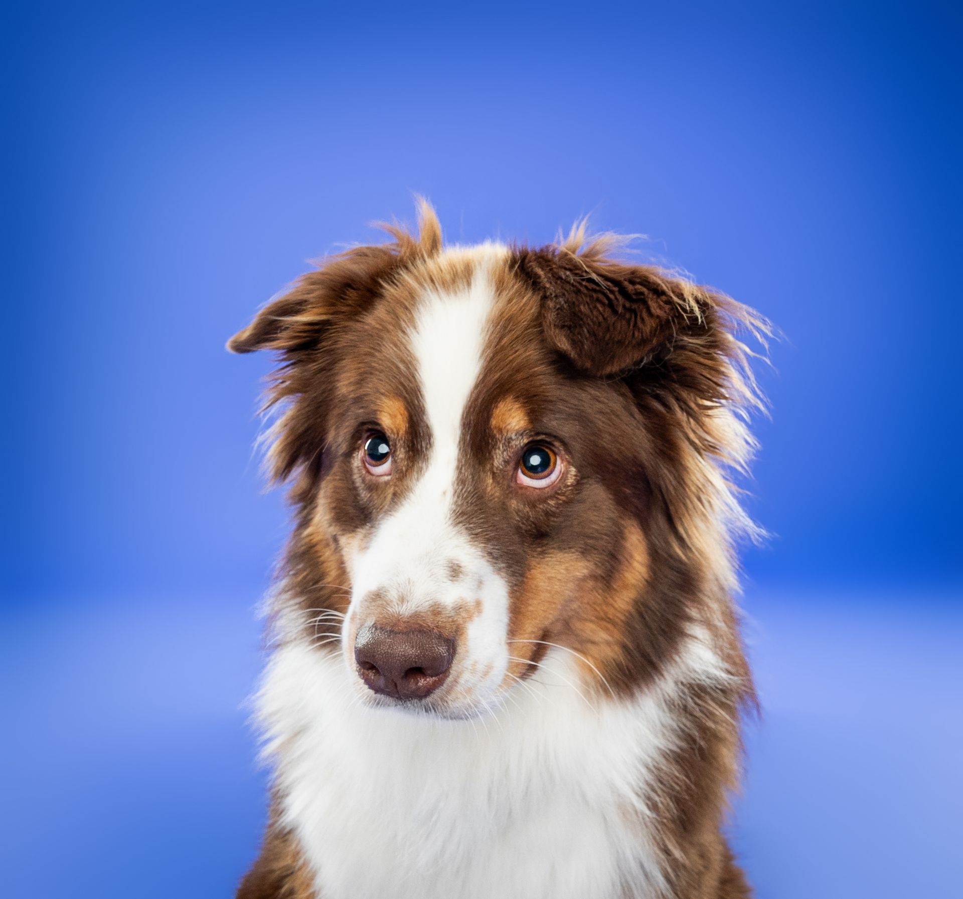 A brown and white dog is looking at the camera on a blue background.