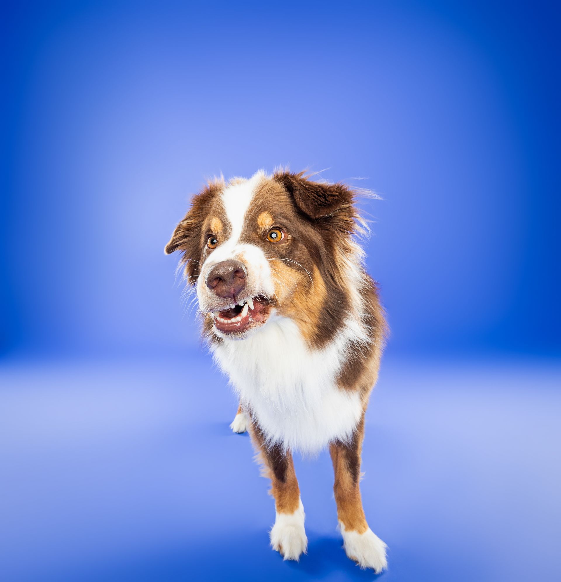 A brown and white dog is standing on a blue background.