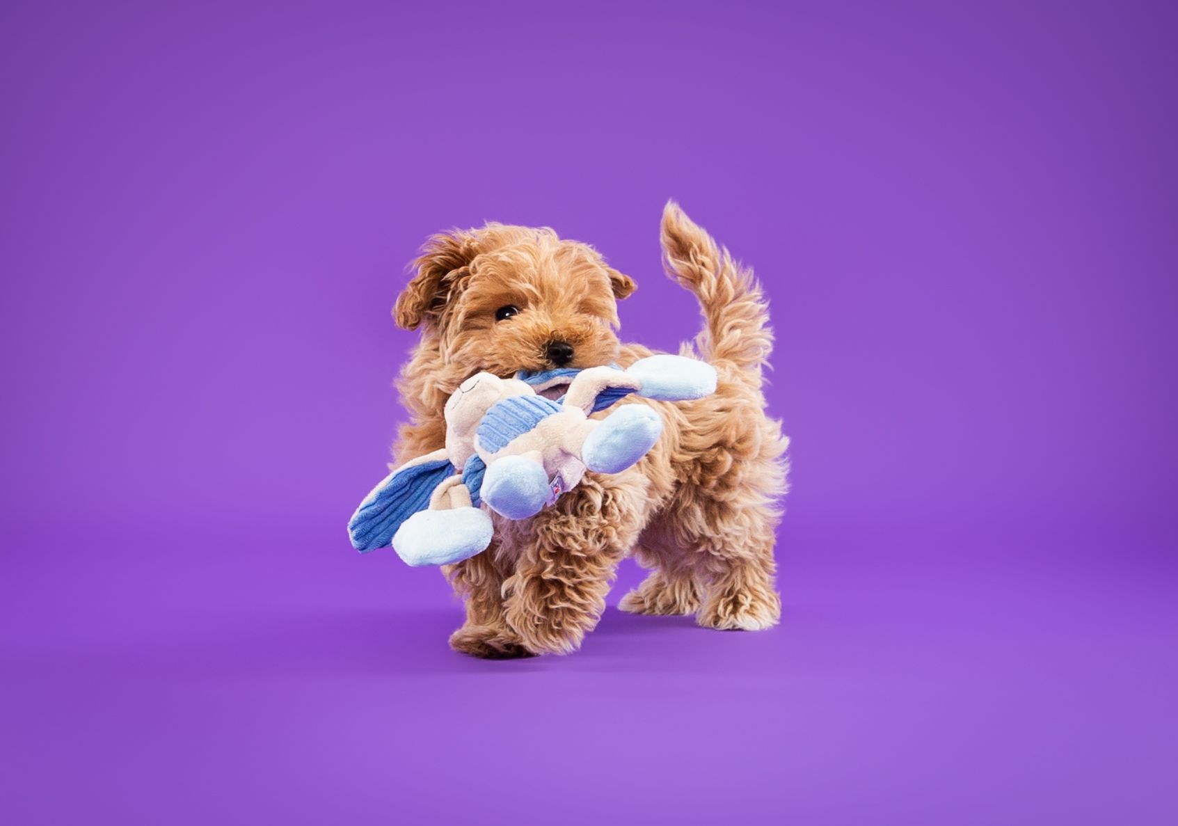 A puppy is holding a stuffed animal in its mouth on a purple background.