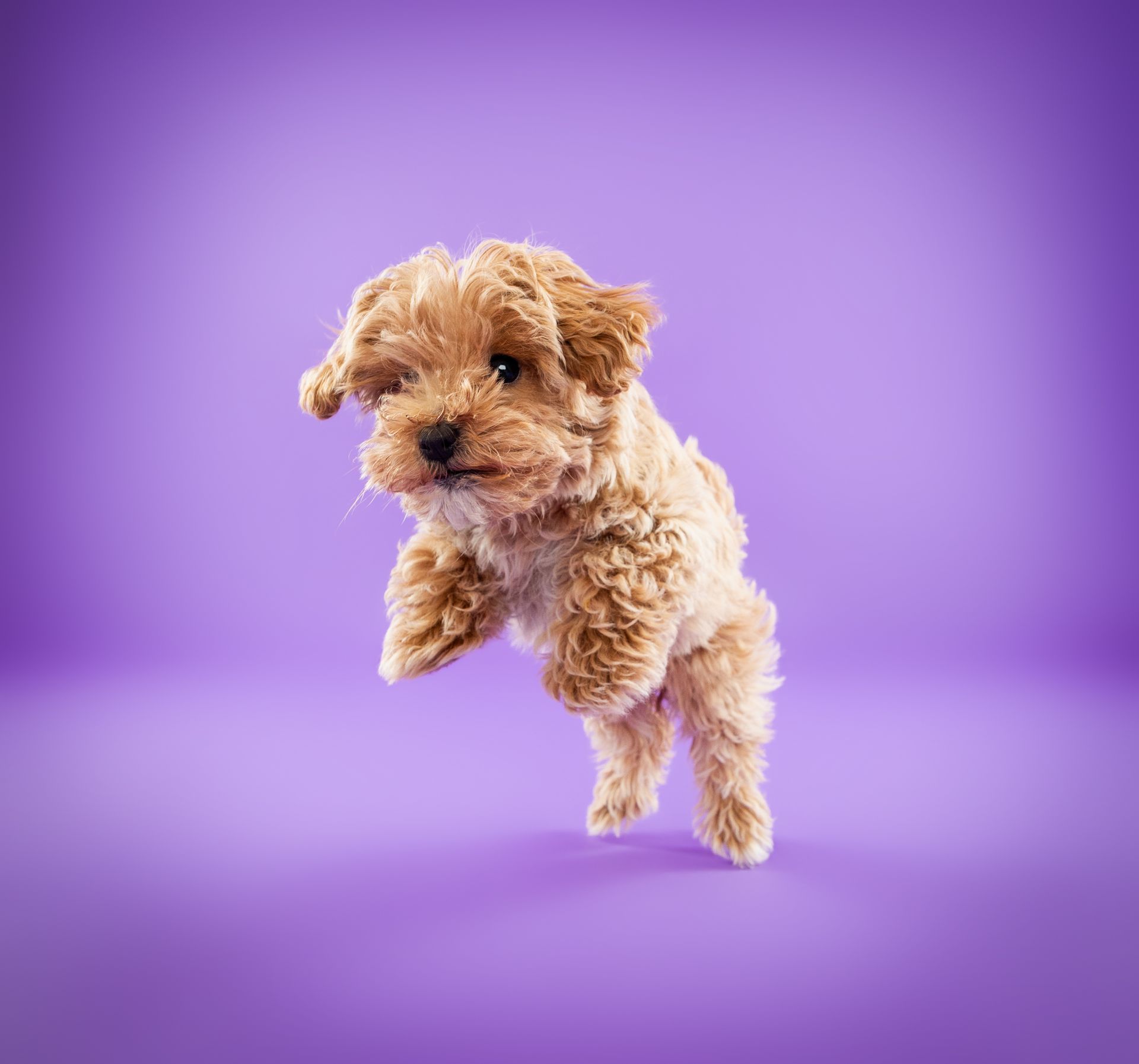 A small brown puppy is jumping in the air on a purple background.