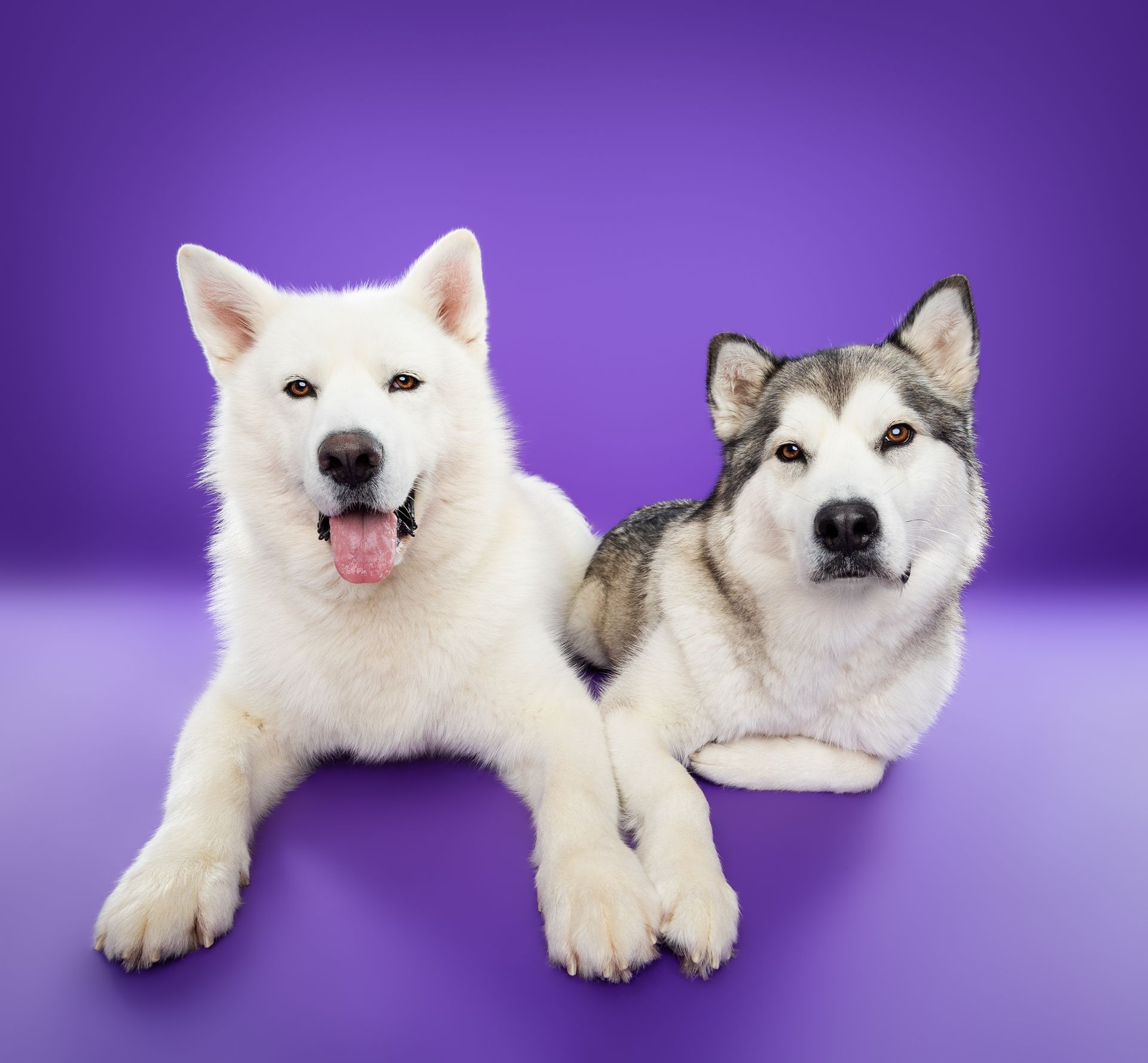 Two dogs laying next to each other on a purple background