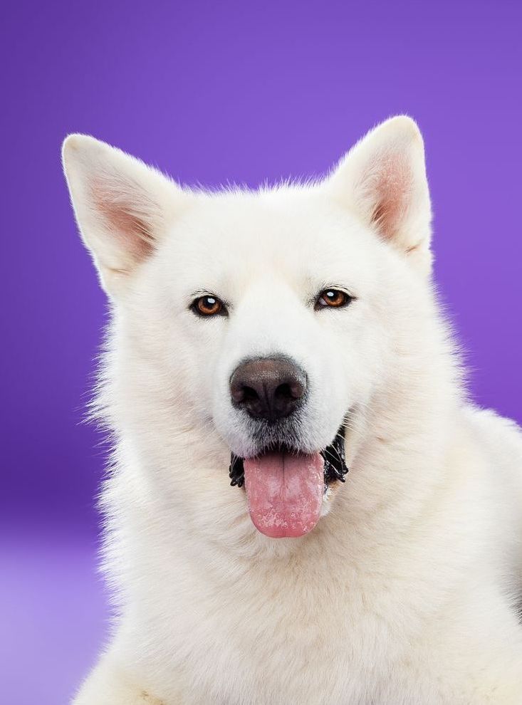 A white dog is sitting on a green background and looking at the camera.