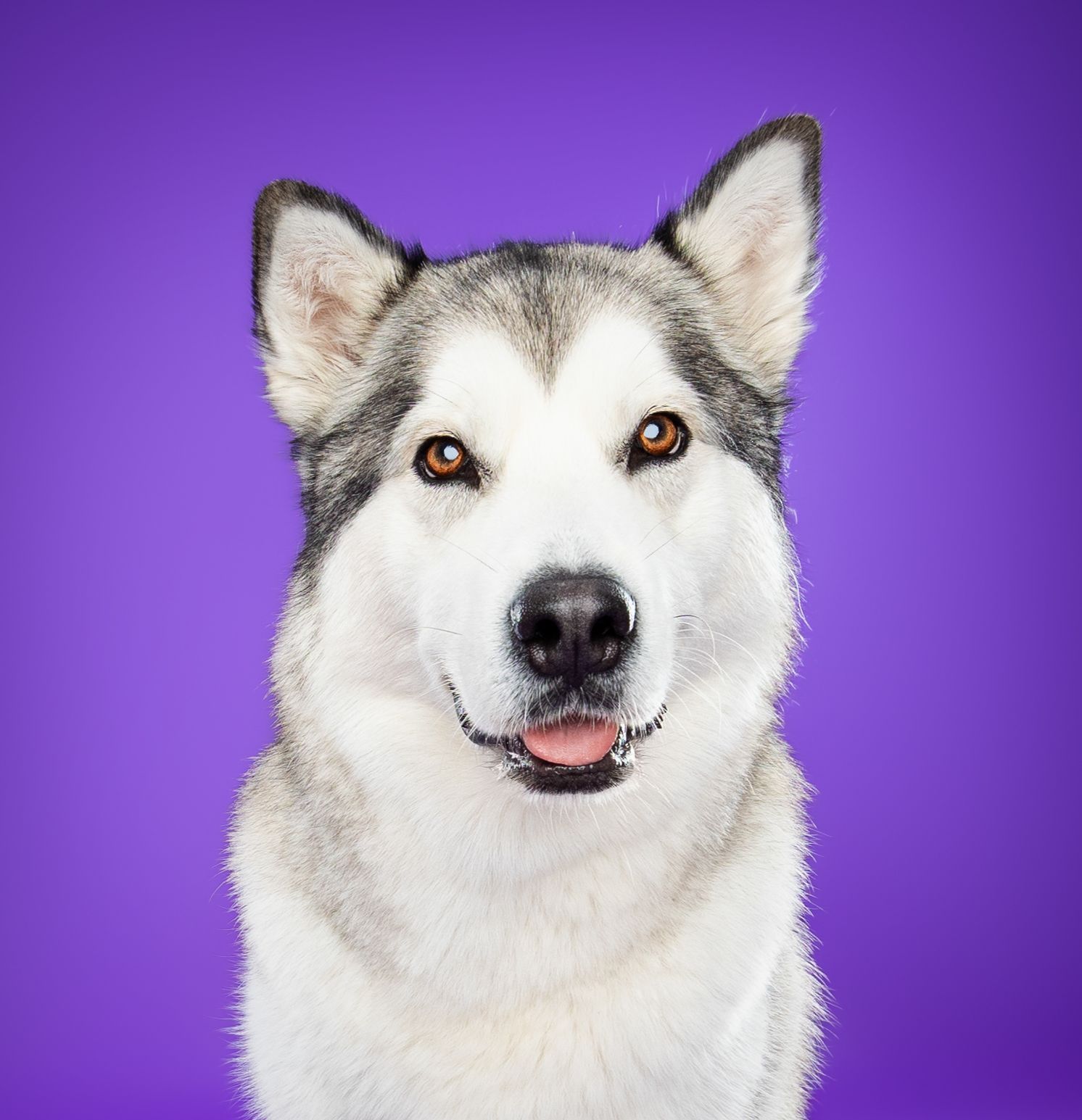 A husky dog is looking at the camera on a purple background.