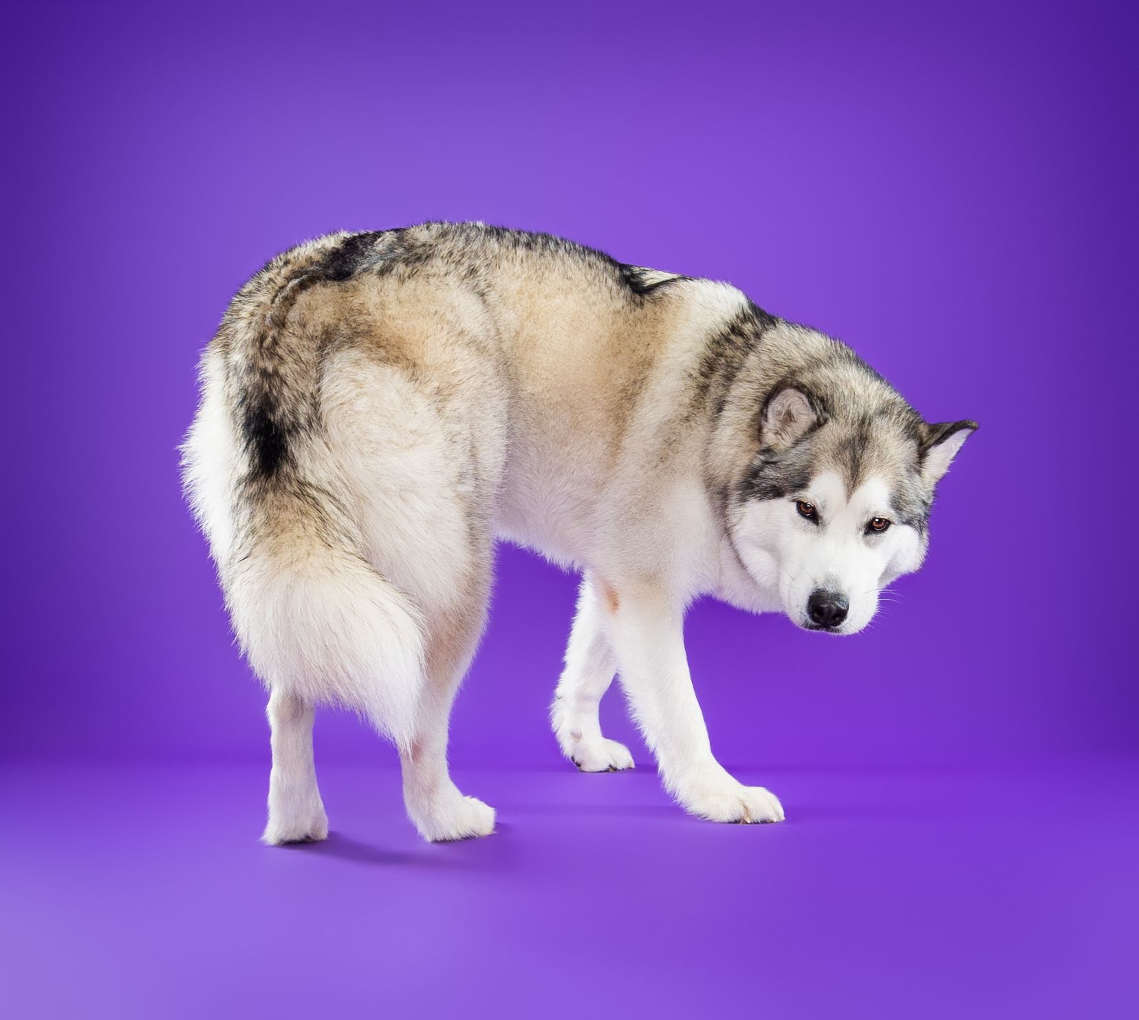 A husky dog is standing on a purple background.