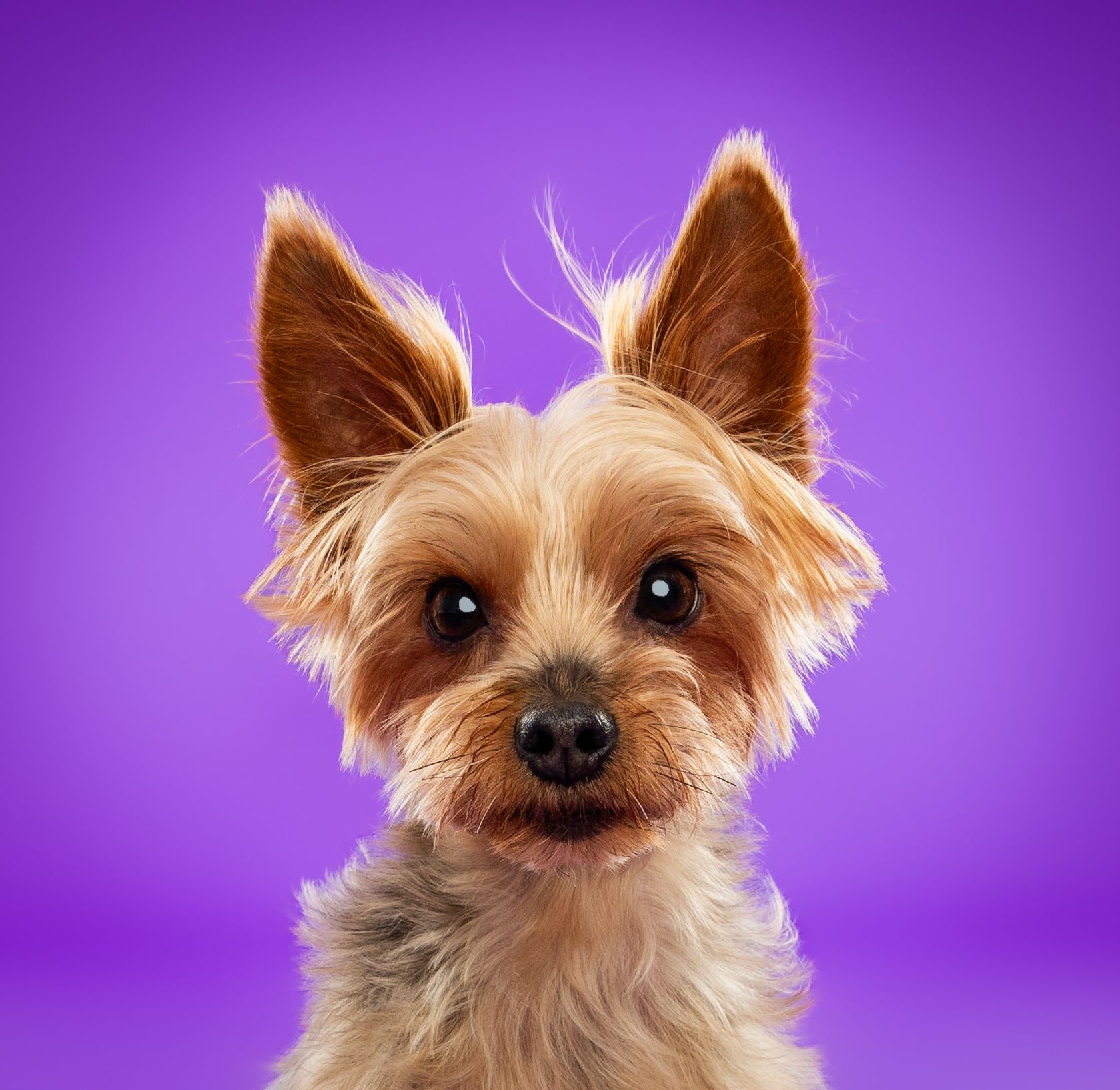 A small brown dog is looking at the camera on a purple background.