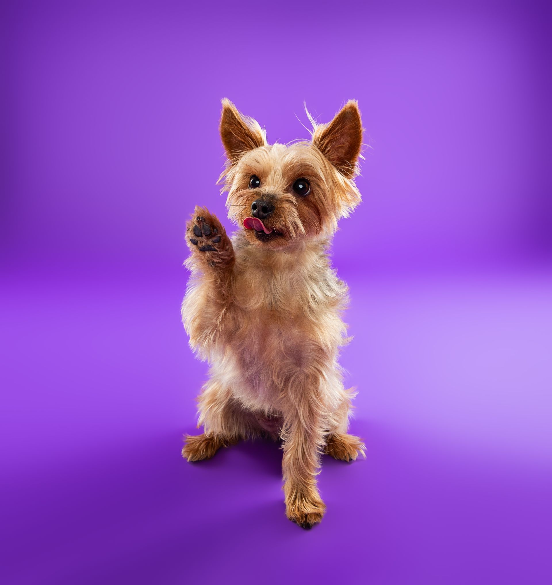 A small dog is standing on its hind legs on a purple background.