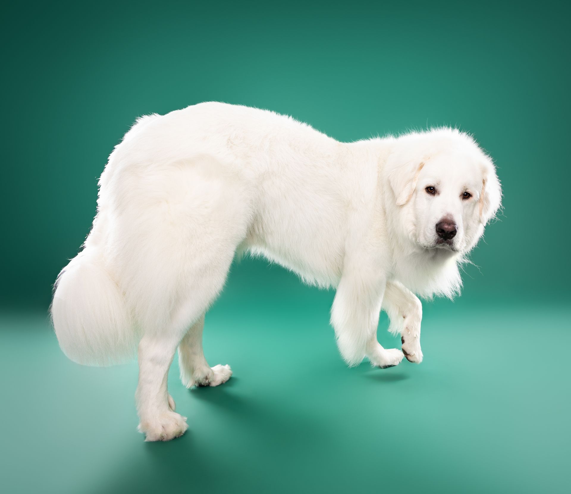 A white dog with a prosthetic leg is standing on a green surface.