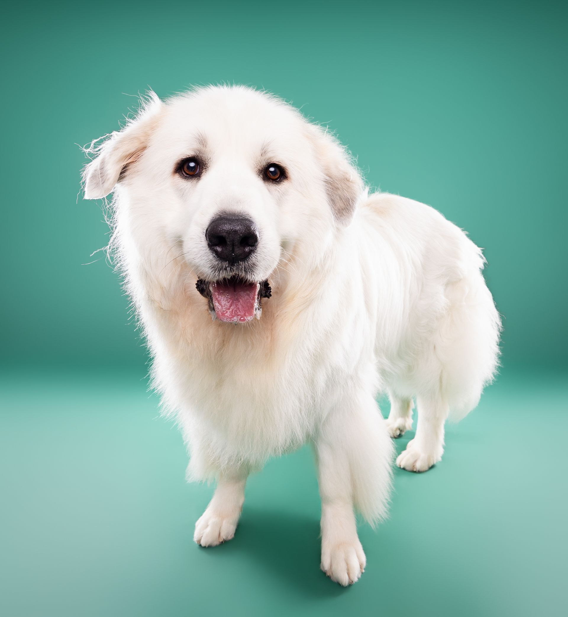 A white dog is standing on a green background and looking at the camera.
