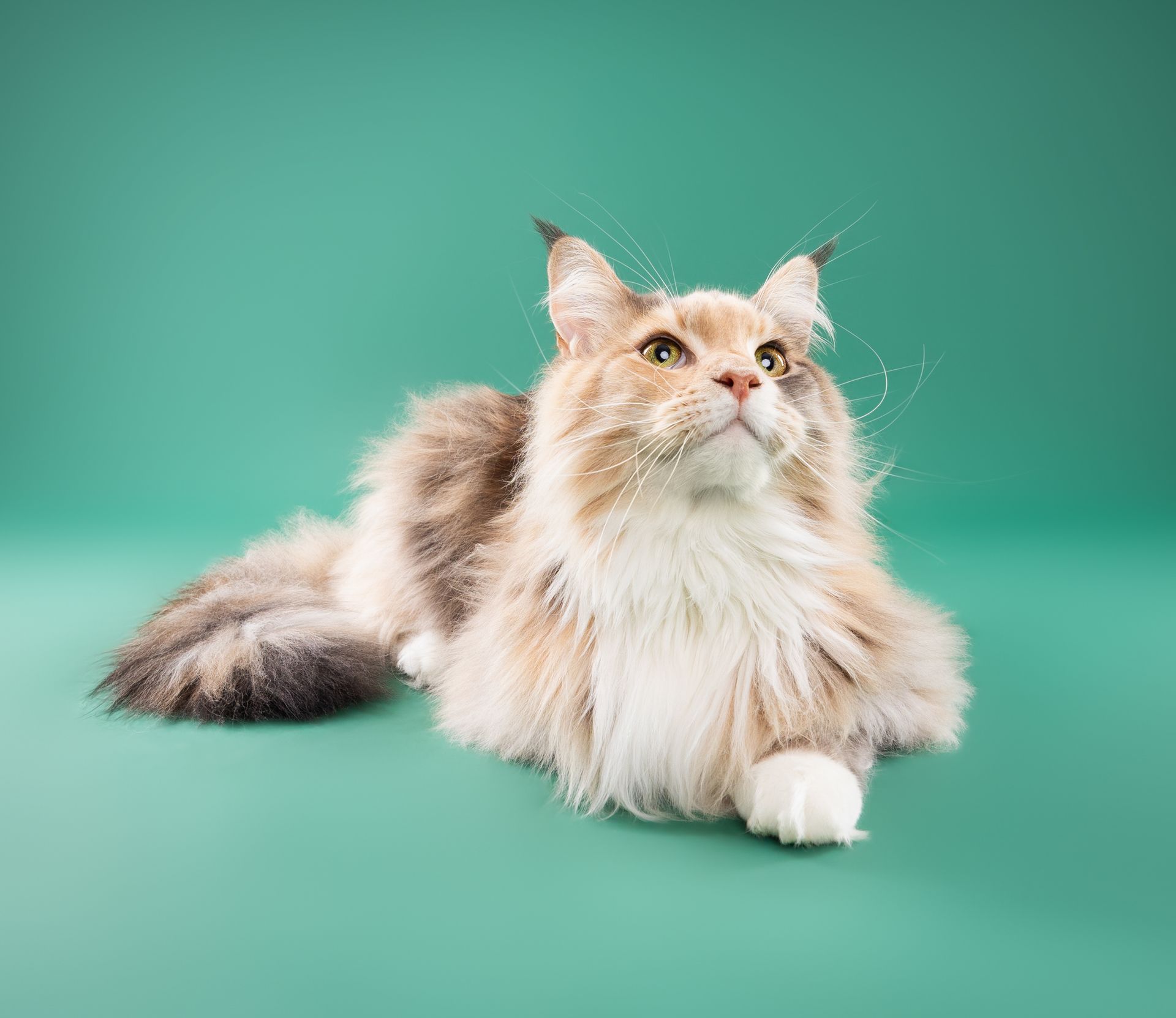 A fluffy cat is laying down on a green surface and looking up.