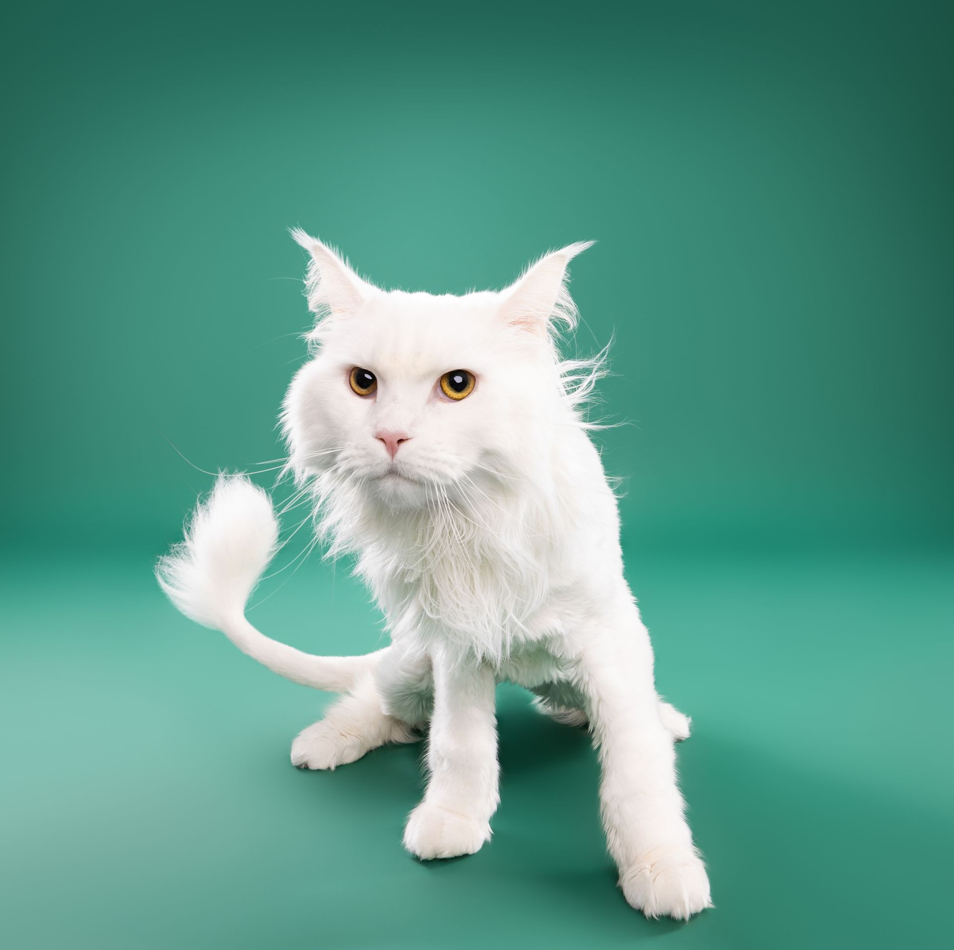 A white cat with a long tail is standing on a green background.