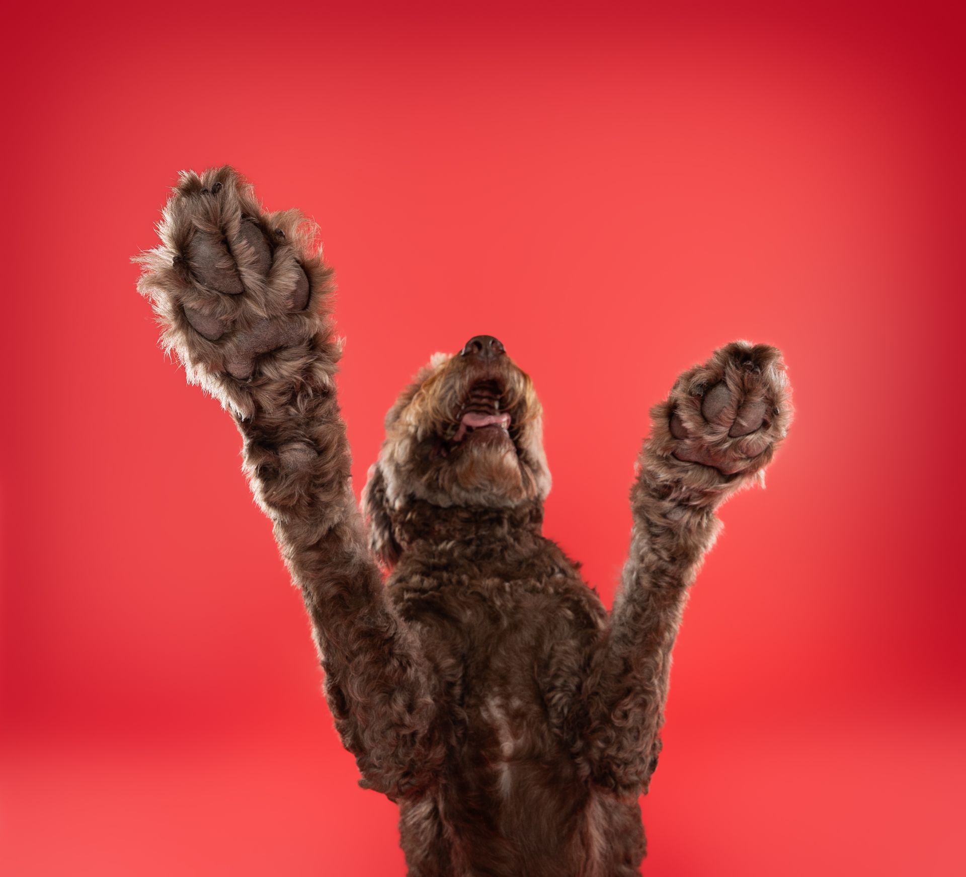 A dog is standing on its hind legs with its paws in the air.