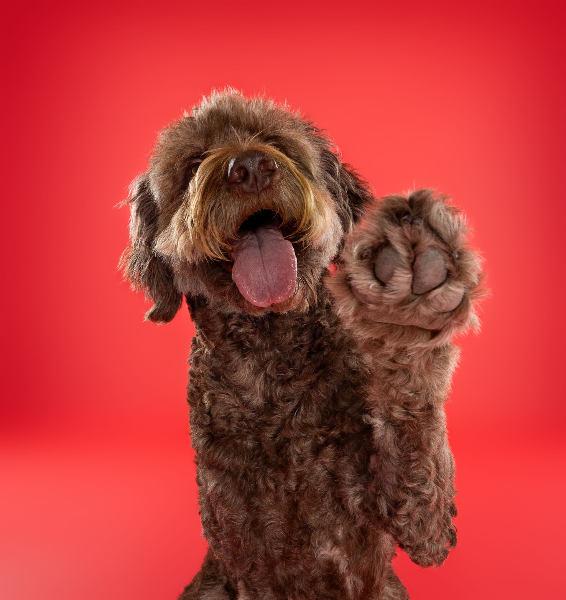 A brown dog is standing on its hind legs with its tongue hanging out.