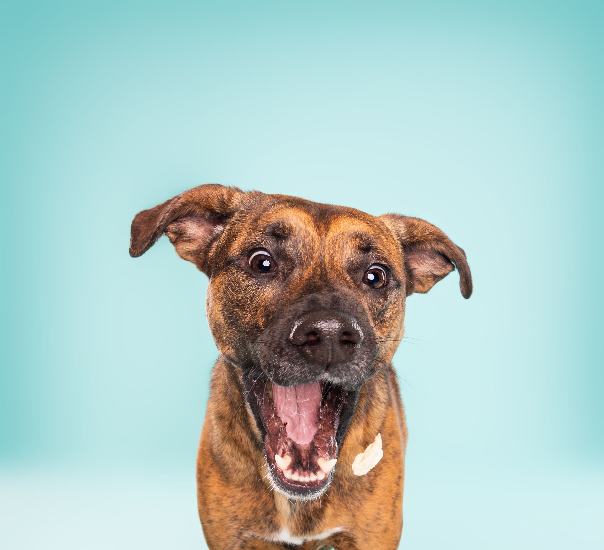 A brown dog with its mouth open is looking at the camera.
