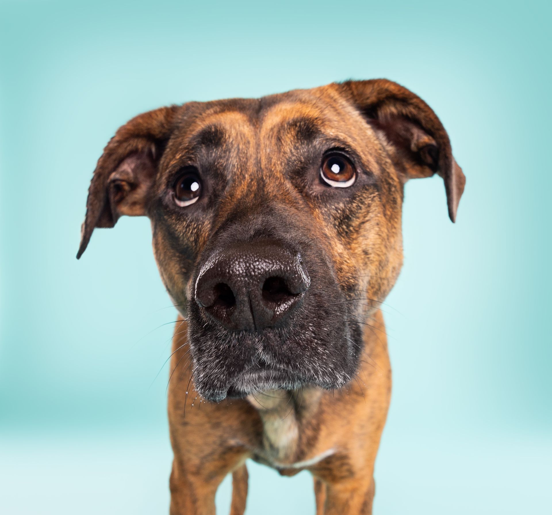 A brown dog is looking at the camera with a blue background.