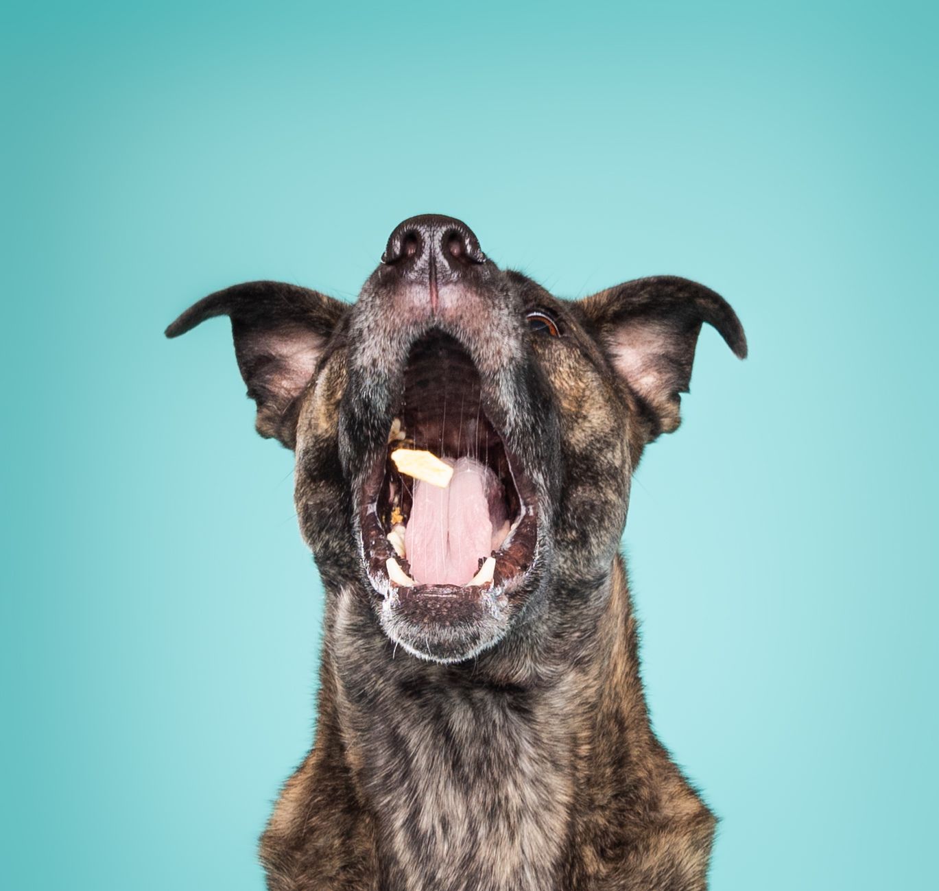 A close up of a dog with its mouth open