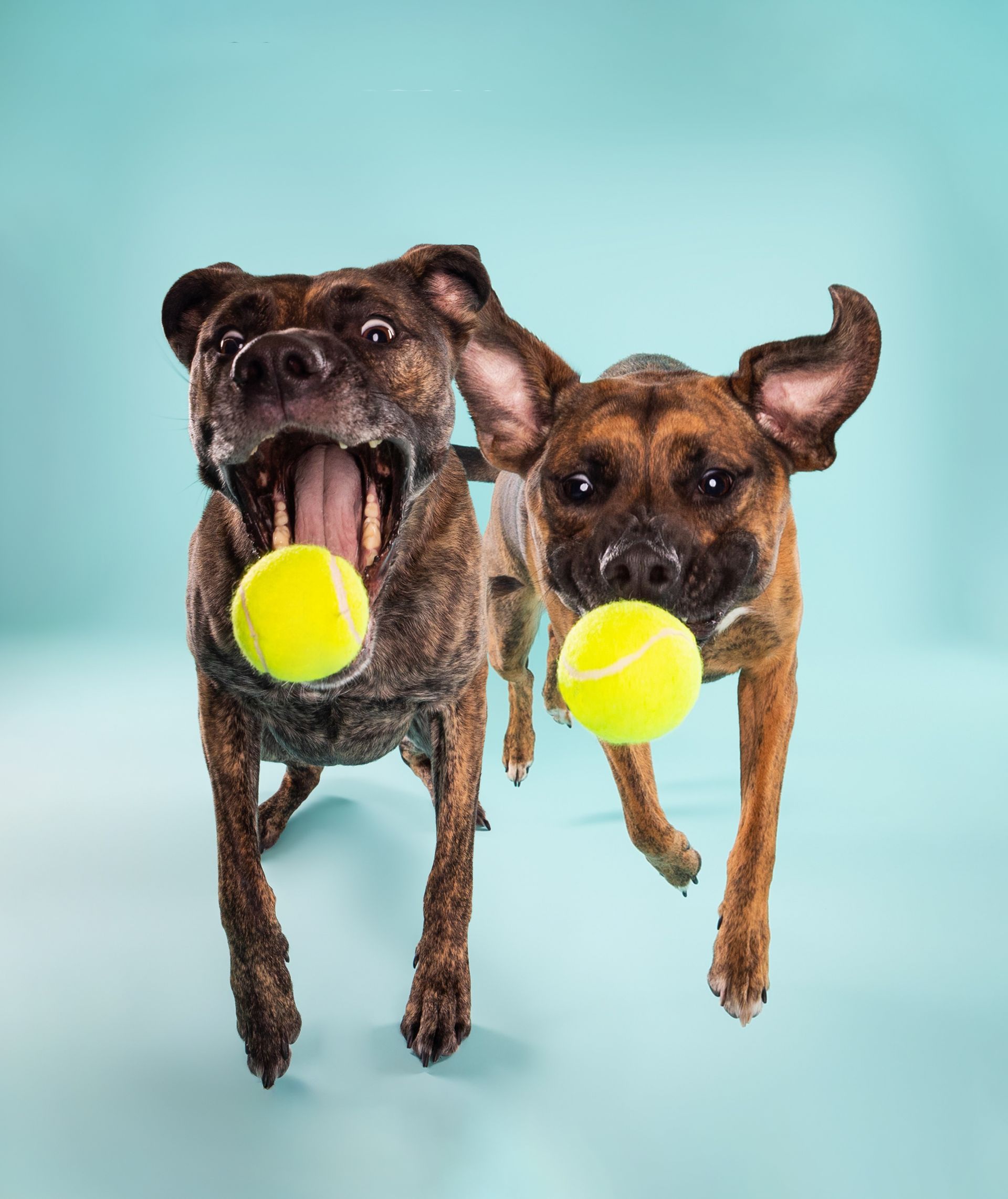 Two dogs are playing with tennis balls in their mouths.
