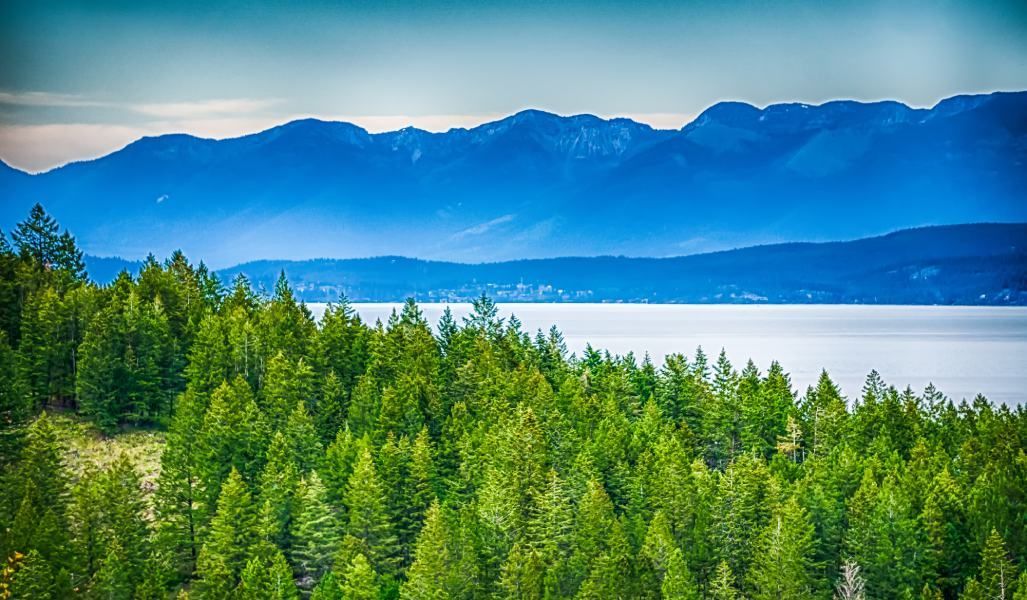 Flathead National Forest