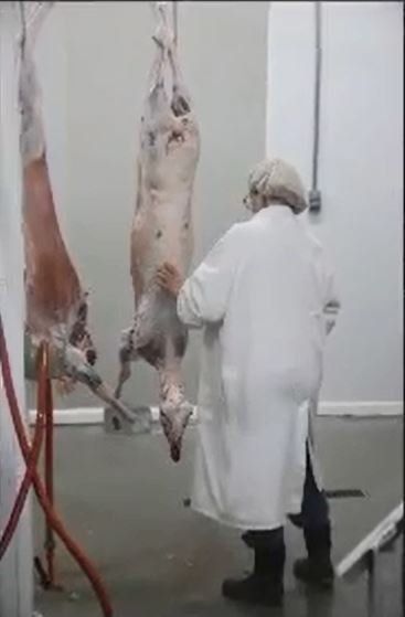 Slaughter Near Me
