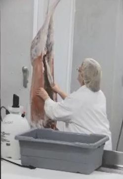Slaughter House Near Me