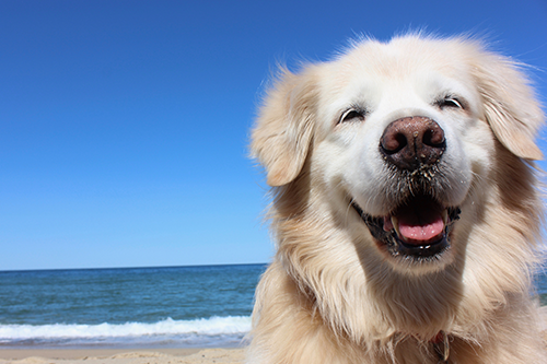 Vet Dog— Happy Dog in Yorba Linda, CA